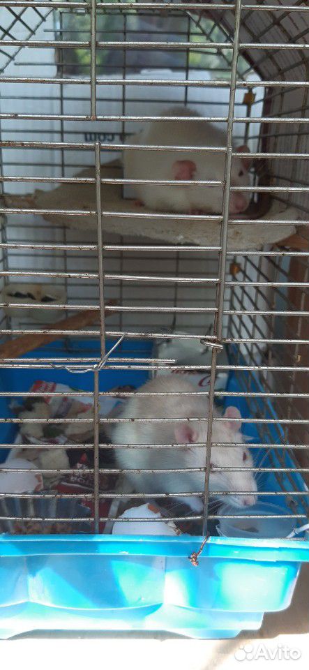 Крысы купить на Зозу.ру - фотография № 4