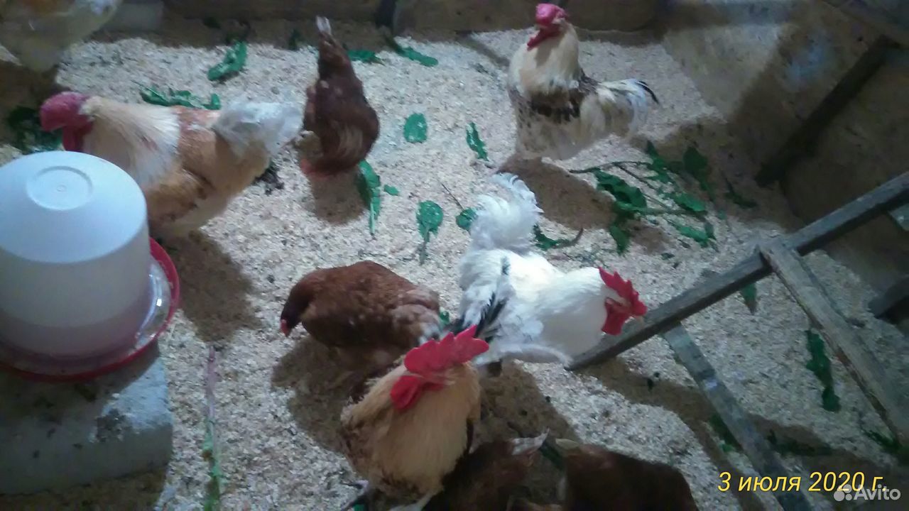 Куриная семейка (5 курочек и 9 петушков) купить на Зозу.ру - фотография № 1