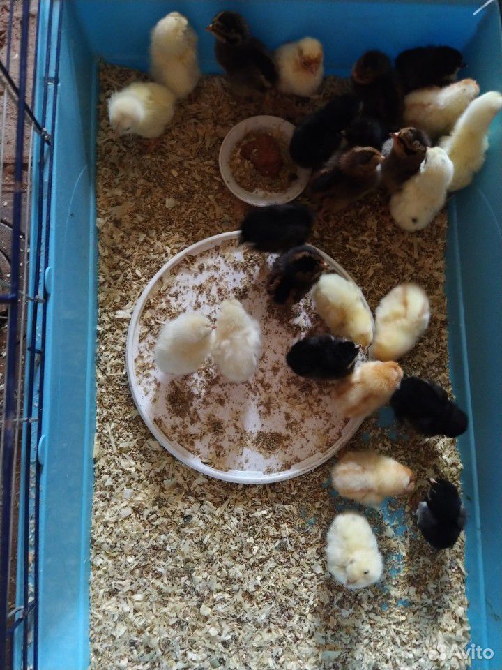 Цыплята (несушки) куры-петухи купить на Зозу.ру - фотография № 3