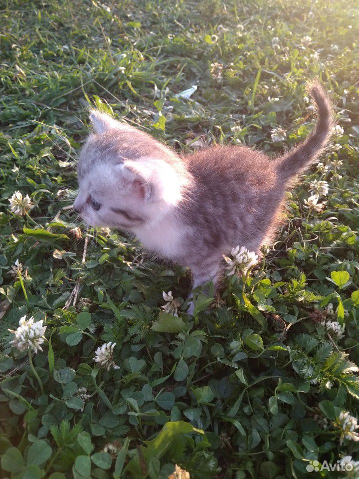 Котята 1-2 месяца купить на Зозу.ру - фотография № 1