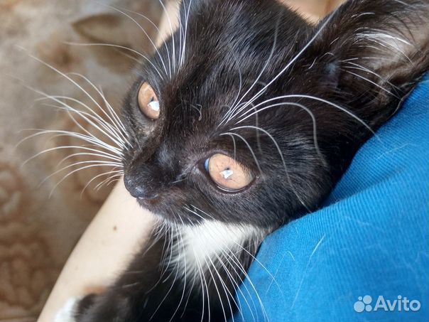 SOS Котёнок(девочка) ищет дом купить на Зозу.ру - фотография № 2