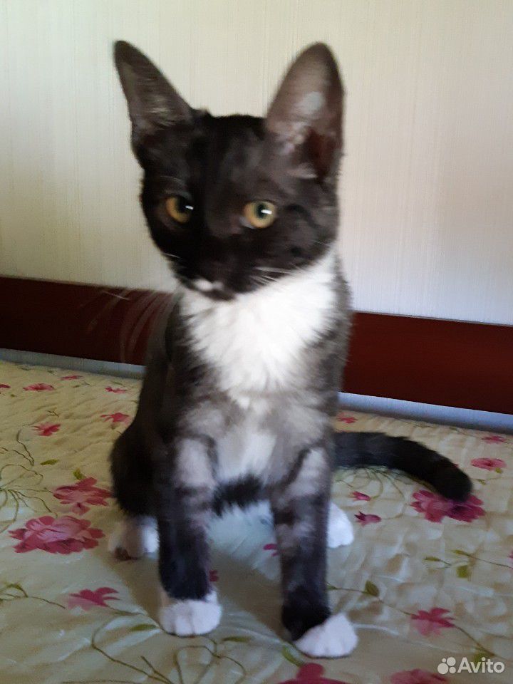 Котёнок сиамский купить на Зозу.ру - фотография № 3