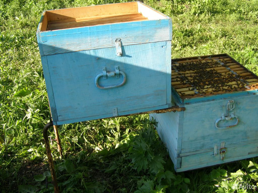 Пакет пчел купить на Зозу.ру - фотография № 1