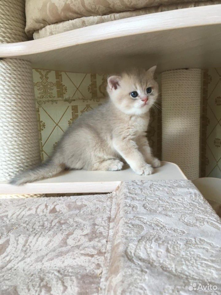 Британские голубые золотые котята купить на Зозу.ру - фотография № 5