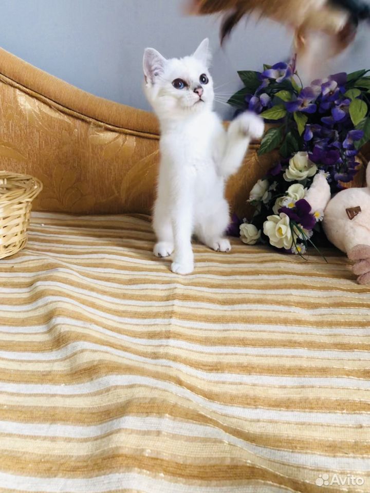 Британские котята с сапфировыми глазами купить на Зозу.ру - фотография № 5