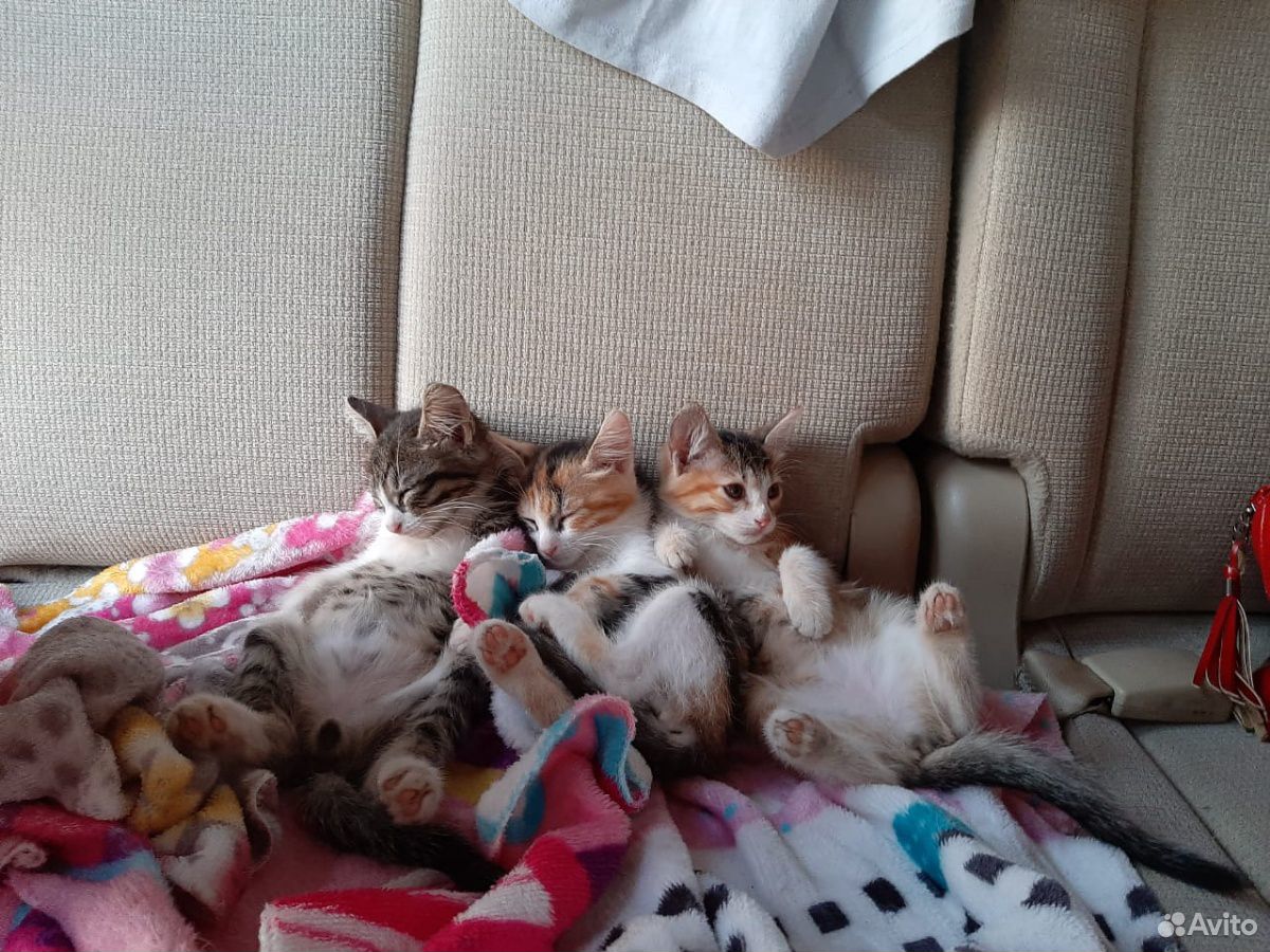 Самые лучшие котята ищут семью купить на Зозу.ру - фотография № 1