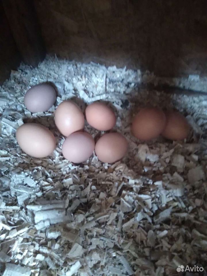 Яйца купить на Зозу.ру - фотография № 7