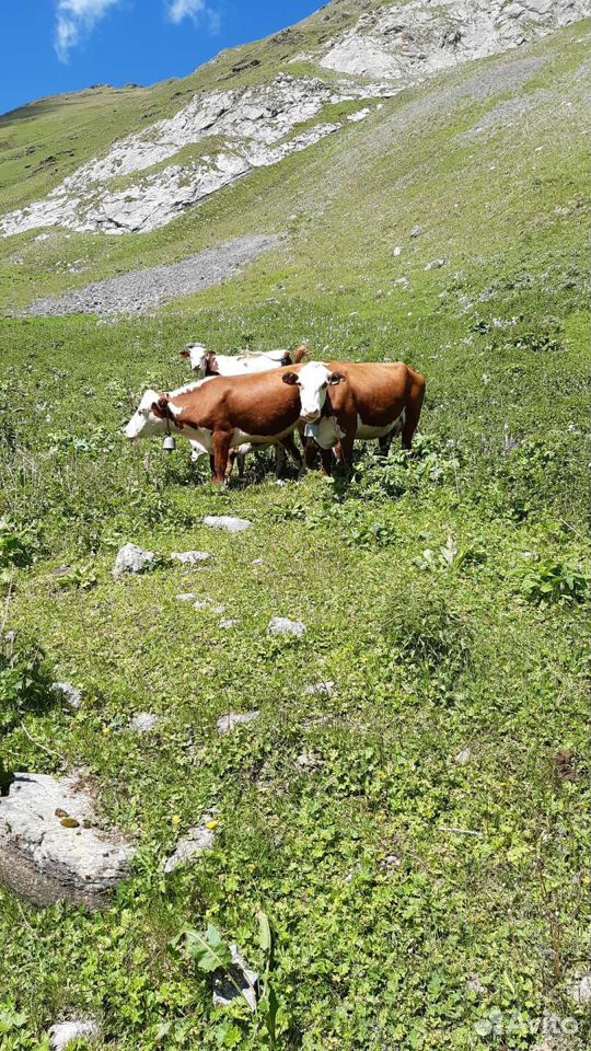 Коровы герефорды купить на Зозу.ру - фотография № 2