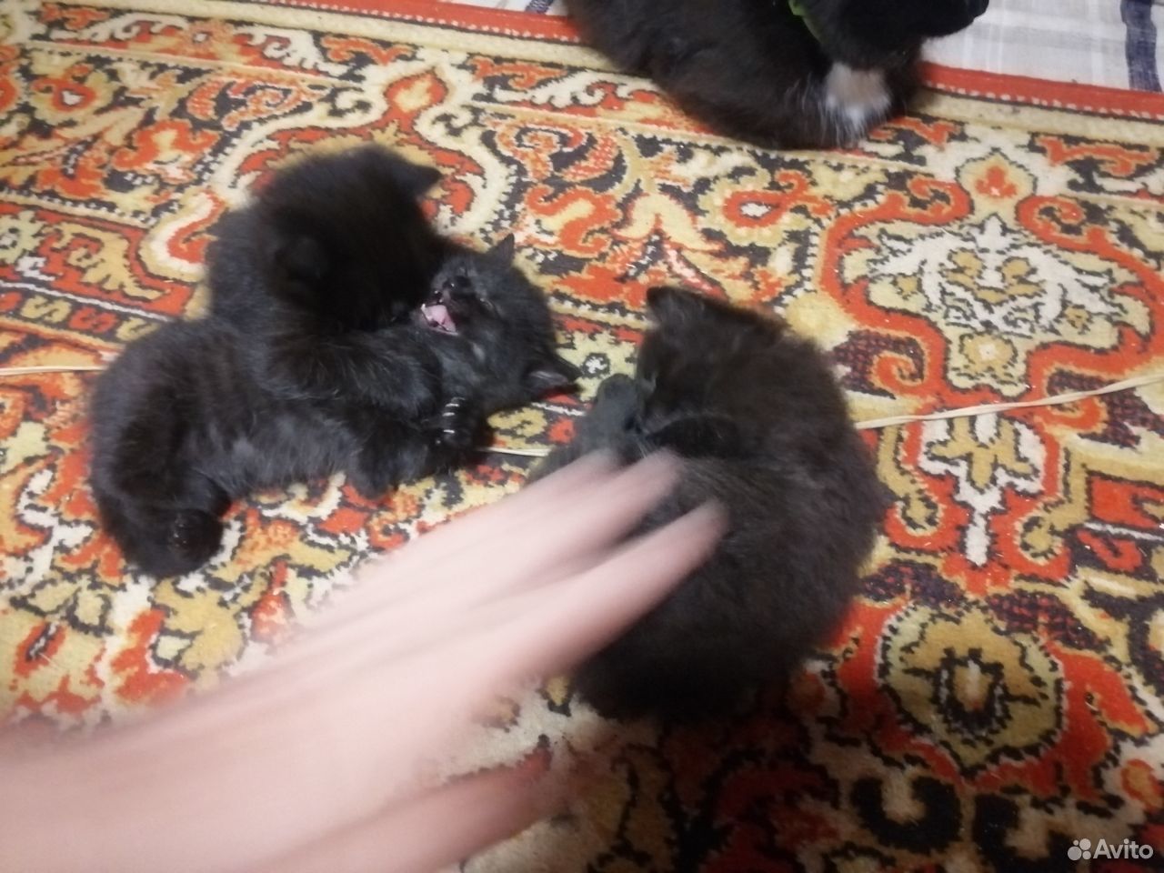 Котятки - милашки купить на Зозу.ру - фотография № 2