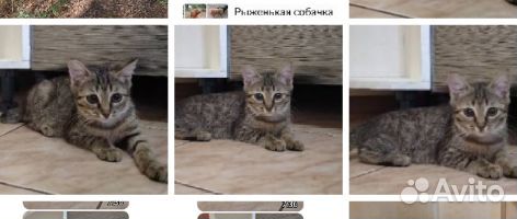 Котенок крошечный купить на Зозу.ру - фотография № 1