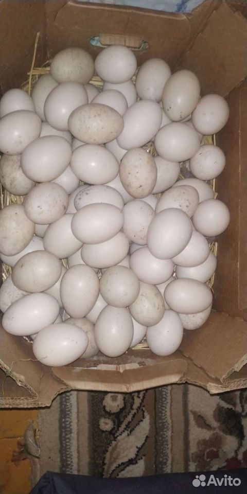 Яйца индоутки купить на Зозу.ру - фотография № 2