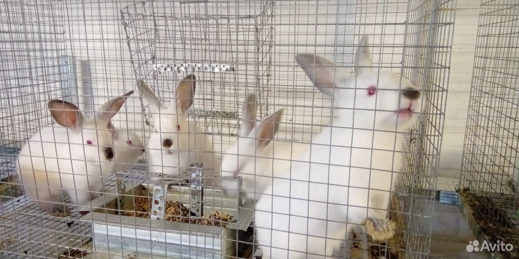 Кролики Калифорнийской породы купить на Зозу.ру - фотография № 8