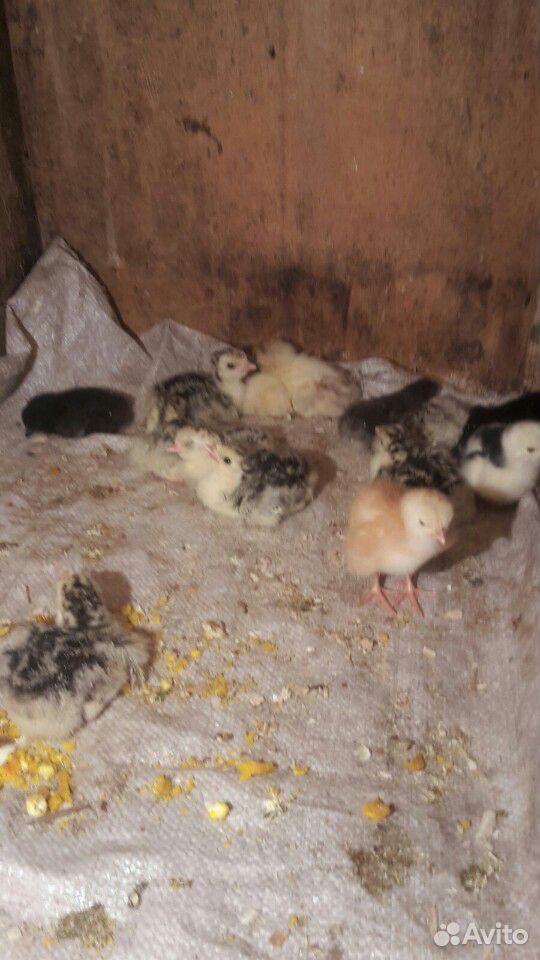 Цыплята(несушки) 15 суточные купить на Зозу.ру - фотография № 2