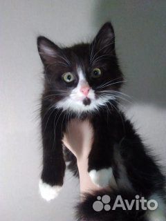 Котёнок, пушистый, 3 месяца. Чёрно-белый купить на Зозу.ру - фотография № 1
