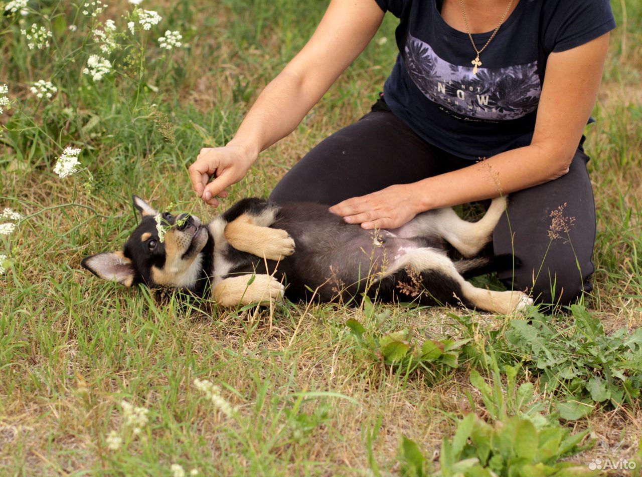 Домовитый щенок Добби в добрые руки купить на Зозу.ру - фотография № 4