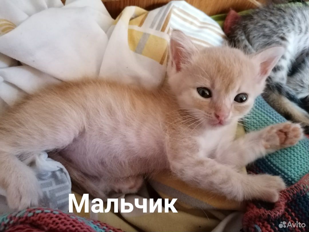 Котята в дрбрые руки купить на Зозу.ру - фотография № 3