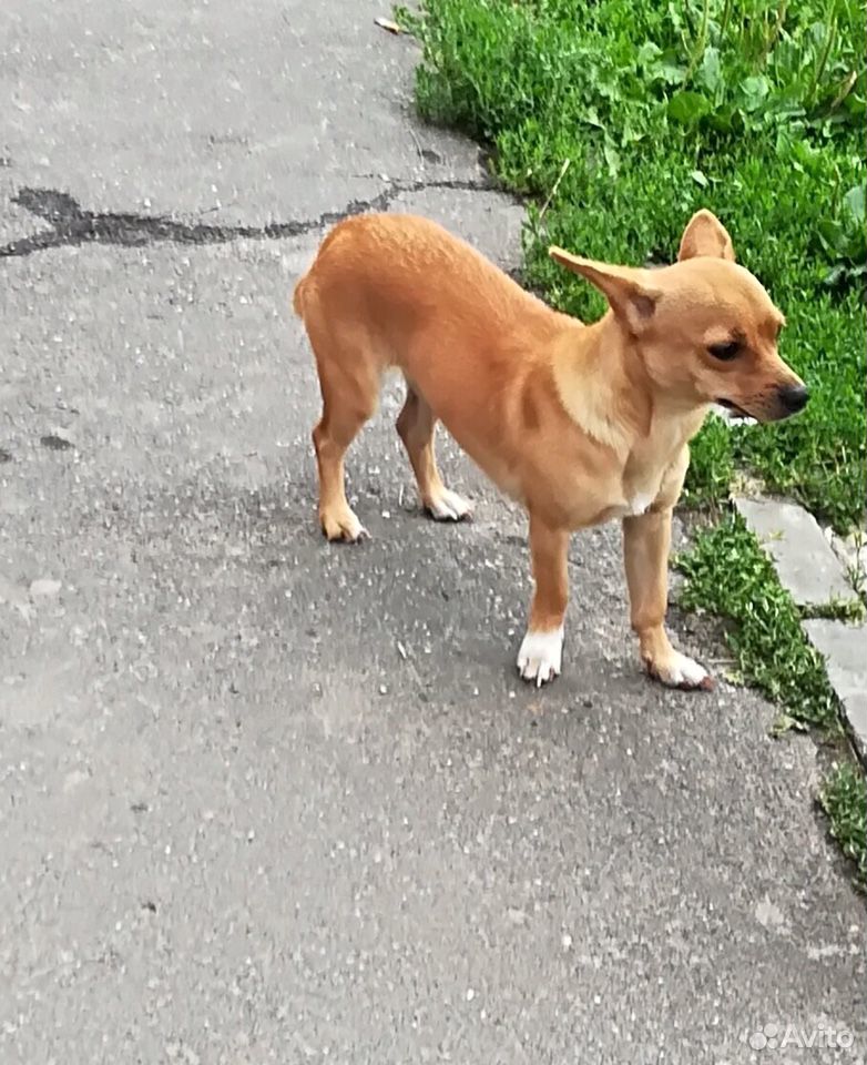 Найдена Собачка купить на Зозу.ру - фотография № 1