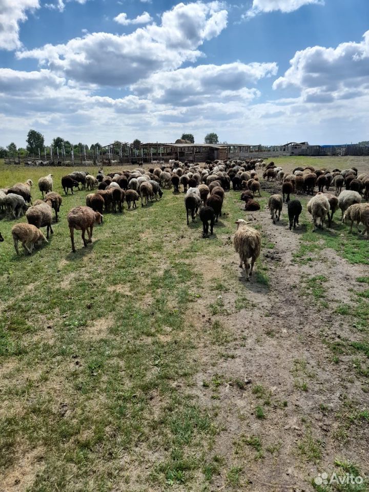 Овцы Баран купить на Зозу.ру - фотография № 4
