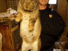 Кролики фландр Flandr Бельгийский великан Белгород объявление продам