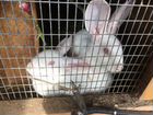 Кролики от 500- 1000, петушки по 500 породистая см объявление продам
