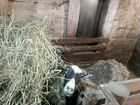 Овца, вьетнамские полугодовалые поросята, свинина объявление продам
