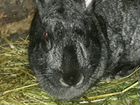 Кроль, крольчихи и крольчата объявление продам