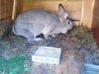 Кролики породы серый великан объявление продам