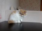 Экзотический длинношерстный котенок объявление продам