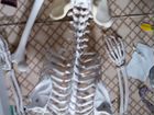Модель скелета человека 3B Scientific объявление продам