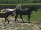 Ахалтекинские лошади объявление продам