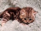 Шикарные шотландские котята объявление продам