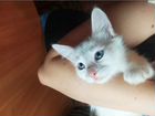 Голубоглазые белые котята (Као мани) объявление продам