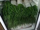 Выращивание и продажа зеленого лука объявление продам