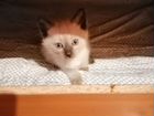 Продам сиамских котят объявление продам