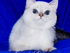 Британская шиншилла котик Кай фиалковые глазки объявление продам
