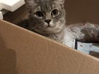 Породистый котик ищет самую заботливую семью объявление продам