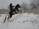 Лошадь