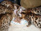 Котята бенгальские, леопардовый окрас объявление продам