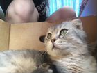 Котята от британской вислоухой кошки объявление продам
