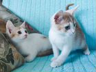Селкирк-рекс смесовые котята объявление продам