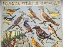 Птицы России Фото Голоса
