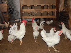 Инкубационное яицо(Маран,Леггорн стандарт) цыплята