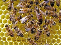 Пчелосемьи крепкие