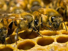 Пчелосемьи, отводки и рои со своей пасеки
