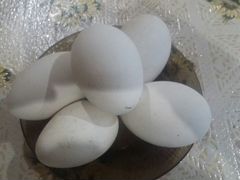 Продам гусиное яйцо на инкубацию