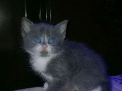 Голубой котик