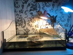 Черепаха, аквариум и 2 лампы