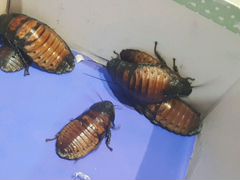 Мадагоскарские тараканы