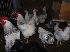 Инкубационные яйца, цыплята породистых кур