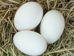 Инкубационное Гусиное яйцо